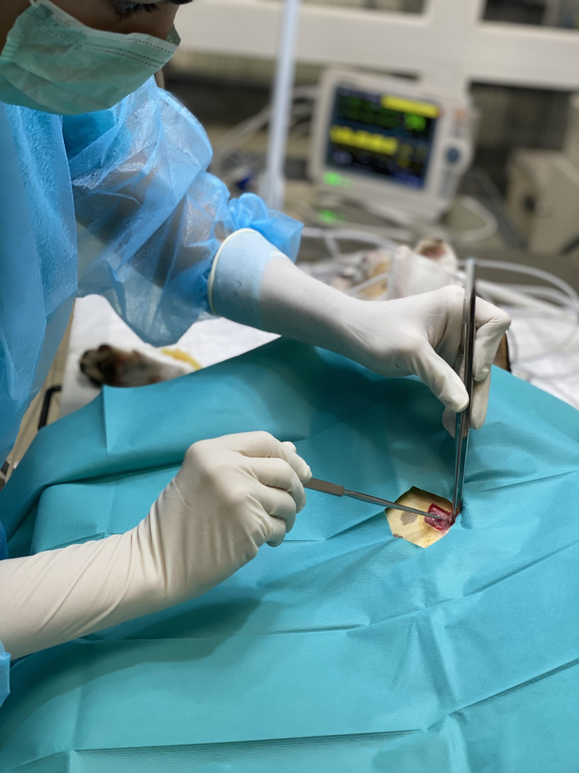 Sterilization surgery for animal protection entities