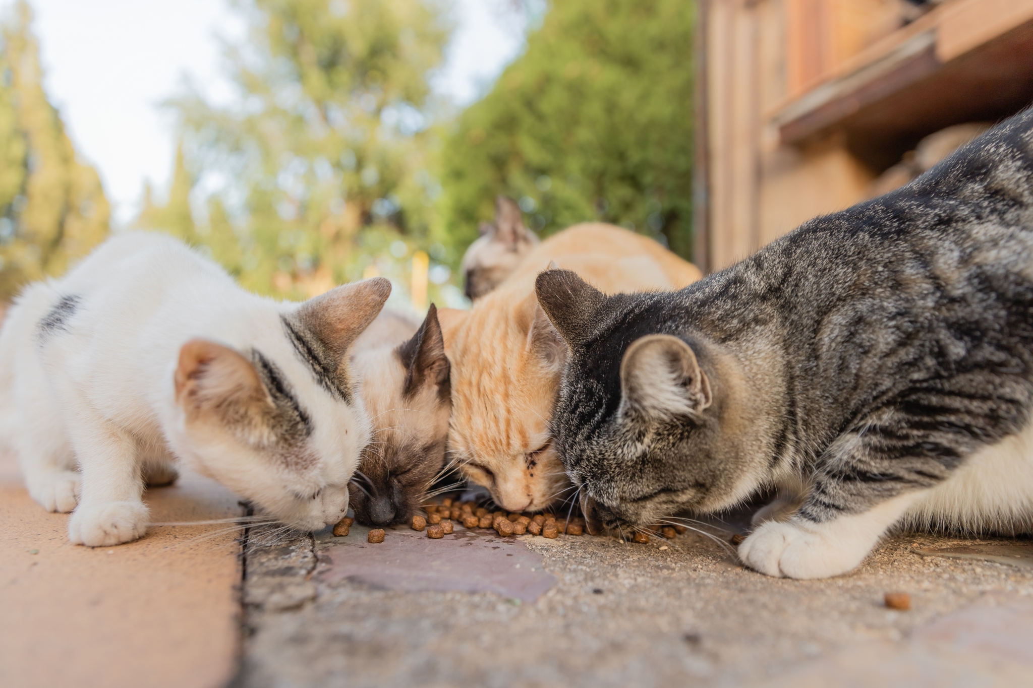 Feral cat colony management in municipalities